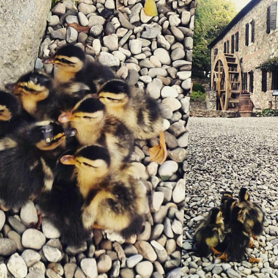 Agriturismo Il Mulino Delle Pile Сан-П'єтро-ін-Кар'яно Екстер'єр фото